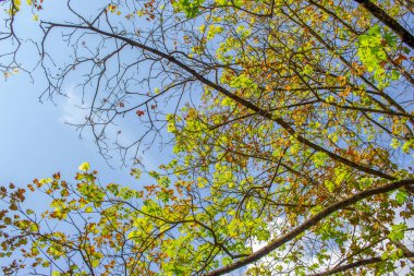 Gökyüzü ve yeşil yaprakların üzerinde eski kestane dalları