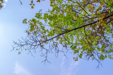 Gökyüzü ve yeşil yaprakların üzerinde eski kestane dalları