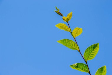 Bahçedeki fındık ağacının yeşil yaprakları