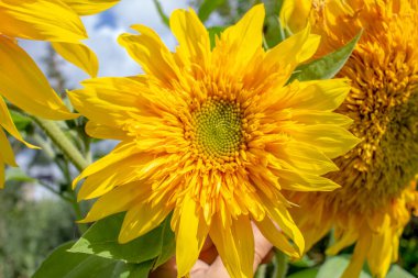 Gökyüzünün arka planındaki bir tarlada güzel sarı ayçiçekleri. Ağustos, sarı yapraklar, çiçekler
