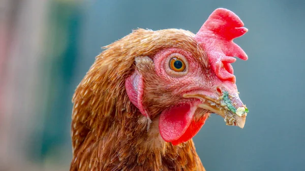 Portrait Photo Poulet Rouge Ferme — Photo