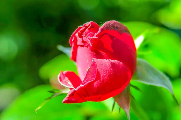 Mawar Merah Yang Indah Taman — Stok Foto