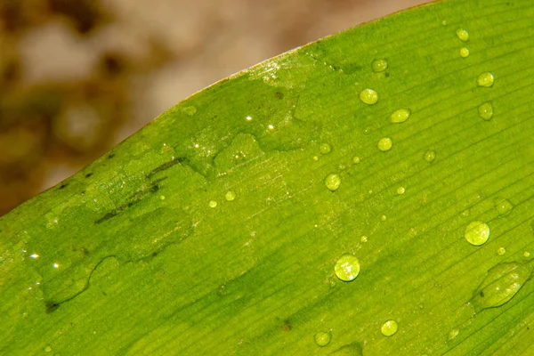 Gotas Orvalho Depois Chuva Uma Folha Verde — Fotografia de Stock