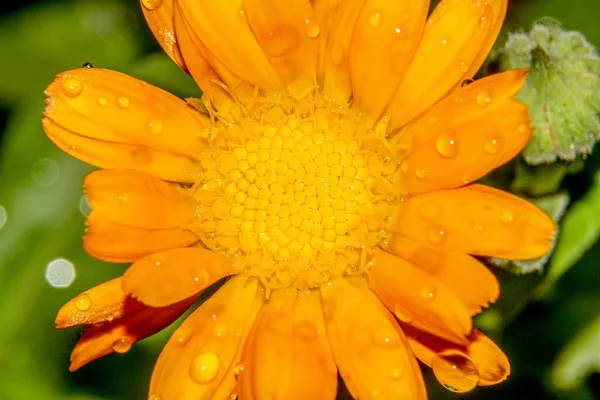 Hermosa Flor Amarilla Con Pétalos Gotas Agua Jardín Agosto —  Fotos de Stock