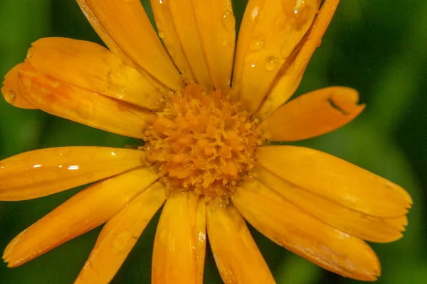 Hermosa Flor Amarilla Con Pétalos Gotas Agua Jardín Agosto —  Fotos de Stock