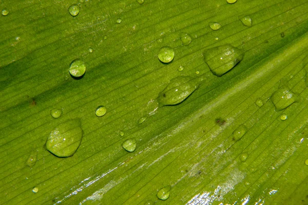 Dewdrops Rain Green Leaf — Stock Photo, Image