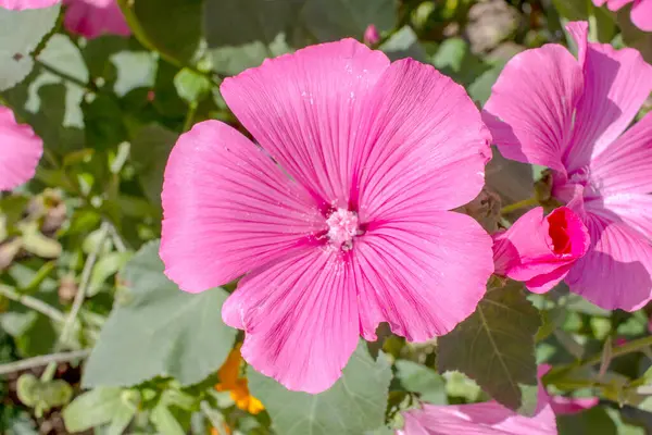 花园里开了一朵美丽的红花 花瓣丛生 — 图库照片