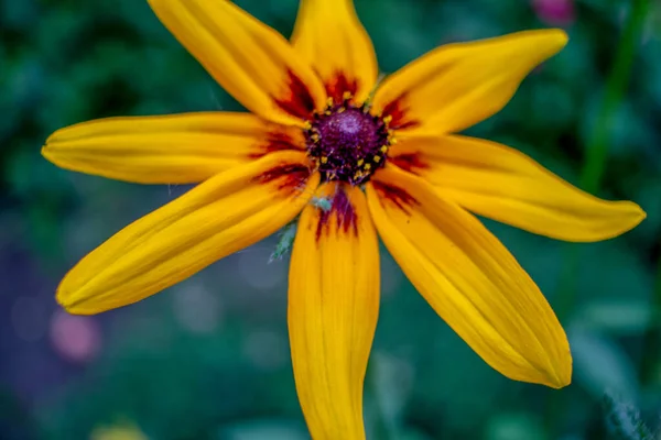 八月花园里美丽的黄黑色花朵 — 图库照片