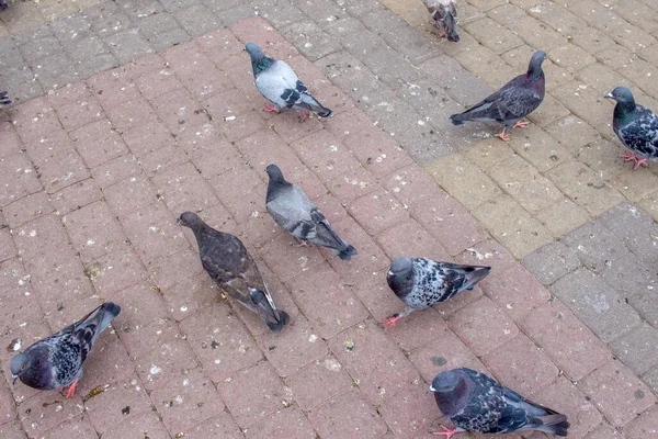 Pigeons Sauvages Sur Les Pavés Ville — Photo