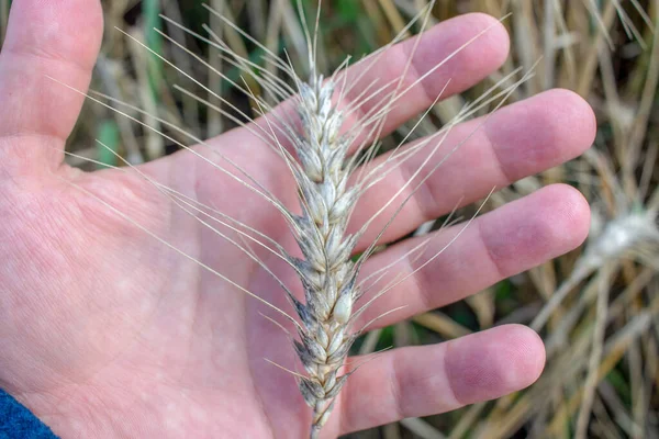 Spikelet Yellow Wheat Field Hand August — Stock Photo, Image