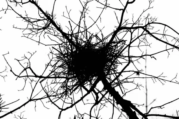 가지와 둥지를 — 스톡 사진