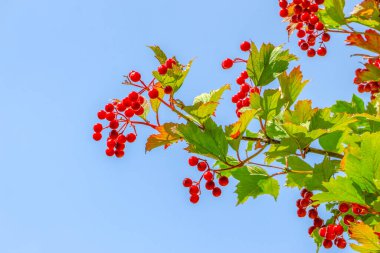 Red bunches with viburnum berries on the bush
