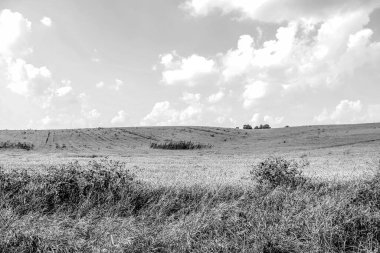 Ağustosta tahılların toplanacağı bir buğday tarlası.