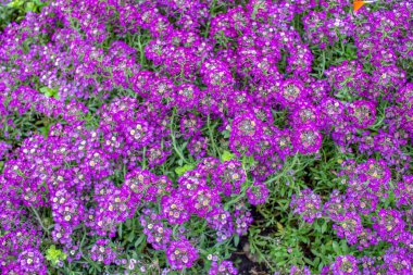 Ağustosta çiçek tarhında mor çiçekler