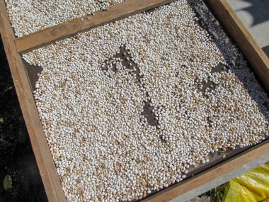 Beyaz fasulyeler güneşte kurutulur.