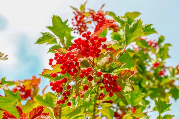 Red Bunches Viburnum Berries Bush — Stock Fotó