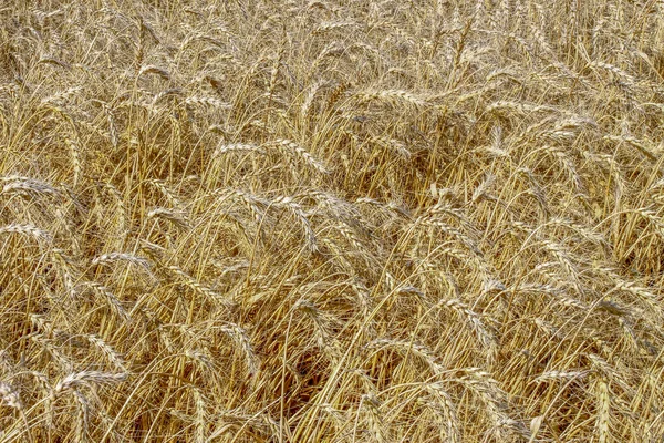 Ein Weizenfeld Auf Dem Bald August Getreide Geerntet Wird — Stockfoto