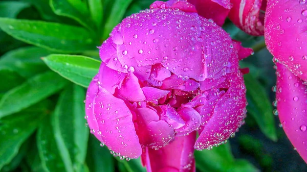 Tautropfen Auf Rosa Pfingstrosenblüten Garten — Stockfoto
