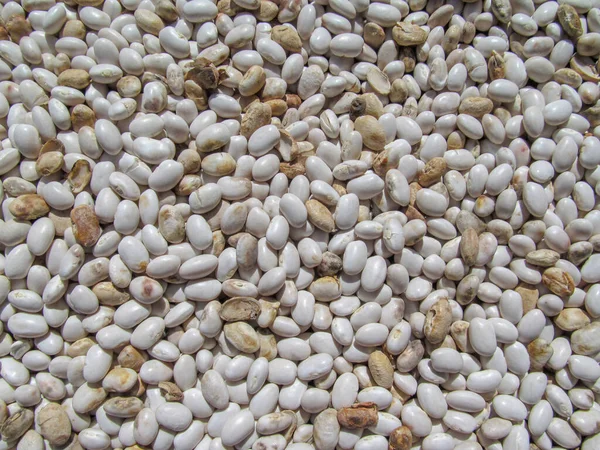 白い豆は太陽の下で乾燥している — ストック写真