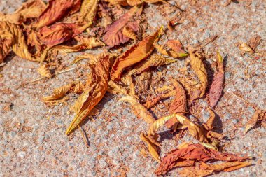 Sarı sonbahar kestanesi yaprakları yerde