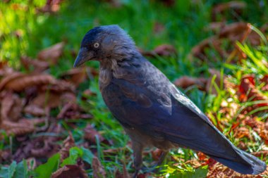 Çimlerde siyah karga ve güneşte yapraklar