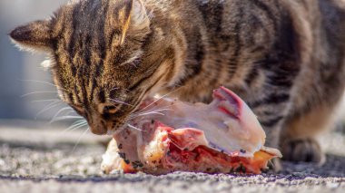 Kaplana benzeyen kedi çiğ et yiyor.