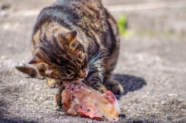 Kaplana benzeyen kedi çiğ et yiyor.