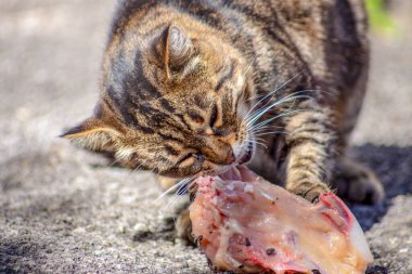 Kaplana benzeyen kedi çiğ et yiyor.