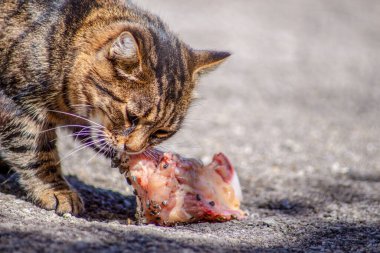 Kaplana benzeyen kedi çiğ et yiyor.