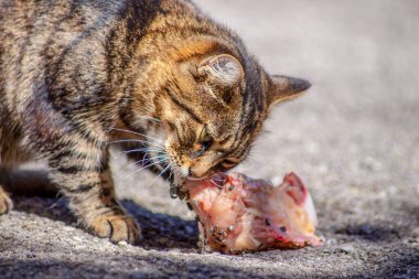 Kaplana benzeyen kedi çiğ et yiyor.