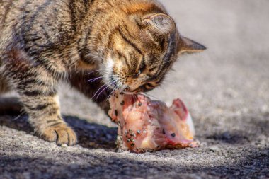 Kaplana benzeyen kedi çiğ et yiyor.