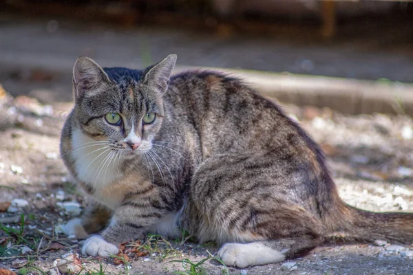 Eylül Gölgede Beyaz Gri Bir Kedi Oturuyor — Stok fotoğraf