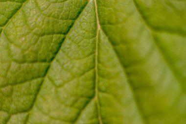 Eylül ayında bahçedeki sonbahar yapraklarının yakın plan fotoğrafı.