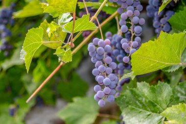 Bahçede mavi demet lezzetli üzüm ve yeşil yapraklar