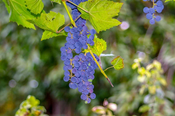 Блакитні Пучки Смачного Винограду Зеленого Листя Саду — стокове фото