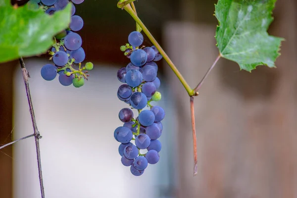 Grappoli Blu Deliziose Uve Foglie Verdi Giardino — Foto Stock