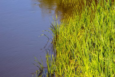 Nehirdeki sudaki yeşil çimenler