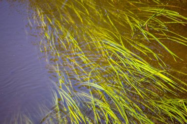 Nehirdeki sudaki yeşil çimenler