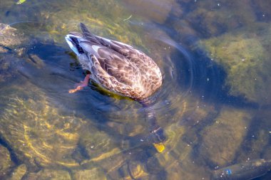 Eylül 'de yaban ördeği gölette yüzer