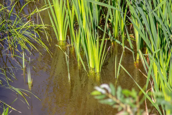 Nehirdeki sudaki yeşil çimenler