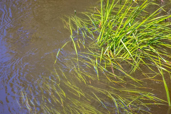 Hierba Verde Agua Río — Foto de Stock