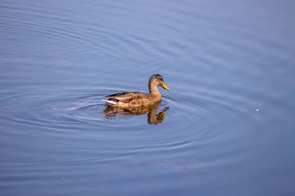 Wild Duck Swims Water Pond September — Stock Photo, Image