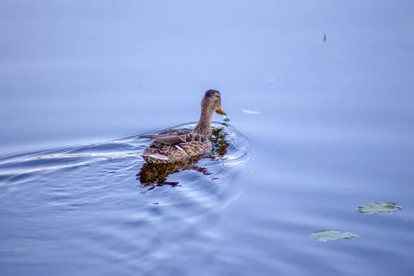 Wild duck swims on the water in the pond in September