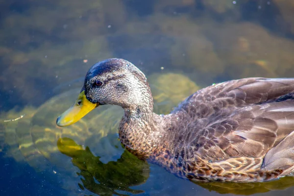 Wild Duck Swims Water Pond September — Stock Photo, Image