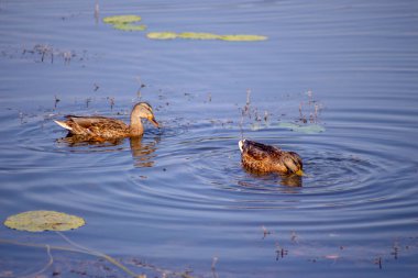 Eylül 'de yaban ördeği gölette yüzer