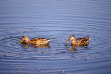 Eylül 'de yaban ördeği gölette yüzer