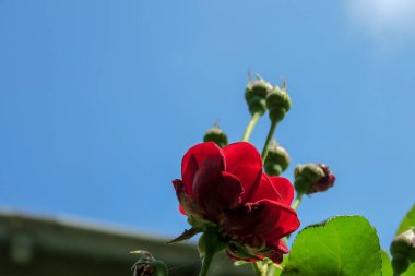 Temmuzda büyüyen güzel kokulu çiçek