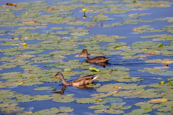 Wild Duck Swims Water Pond September — Stock Photo, Image