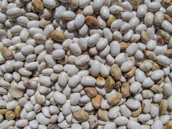 白い豆は太陽の下で乾燥している — ストック写真