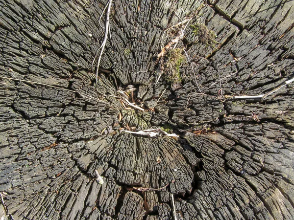 Tree Texture Park Backgrounds September — Stock Photo, Image